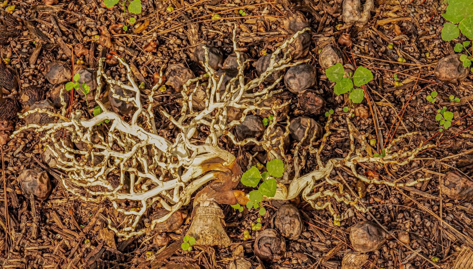 Raízes de planta expostas no solo Raízes de planta expostas no solo