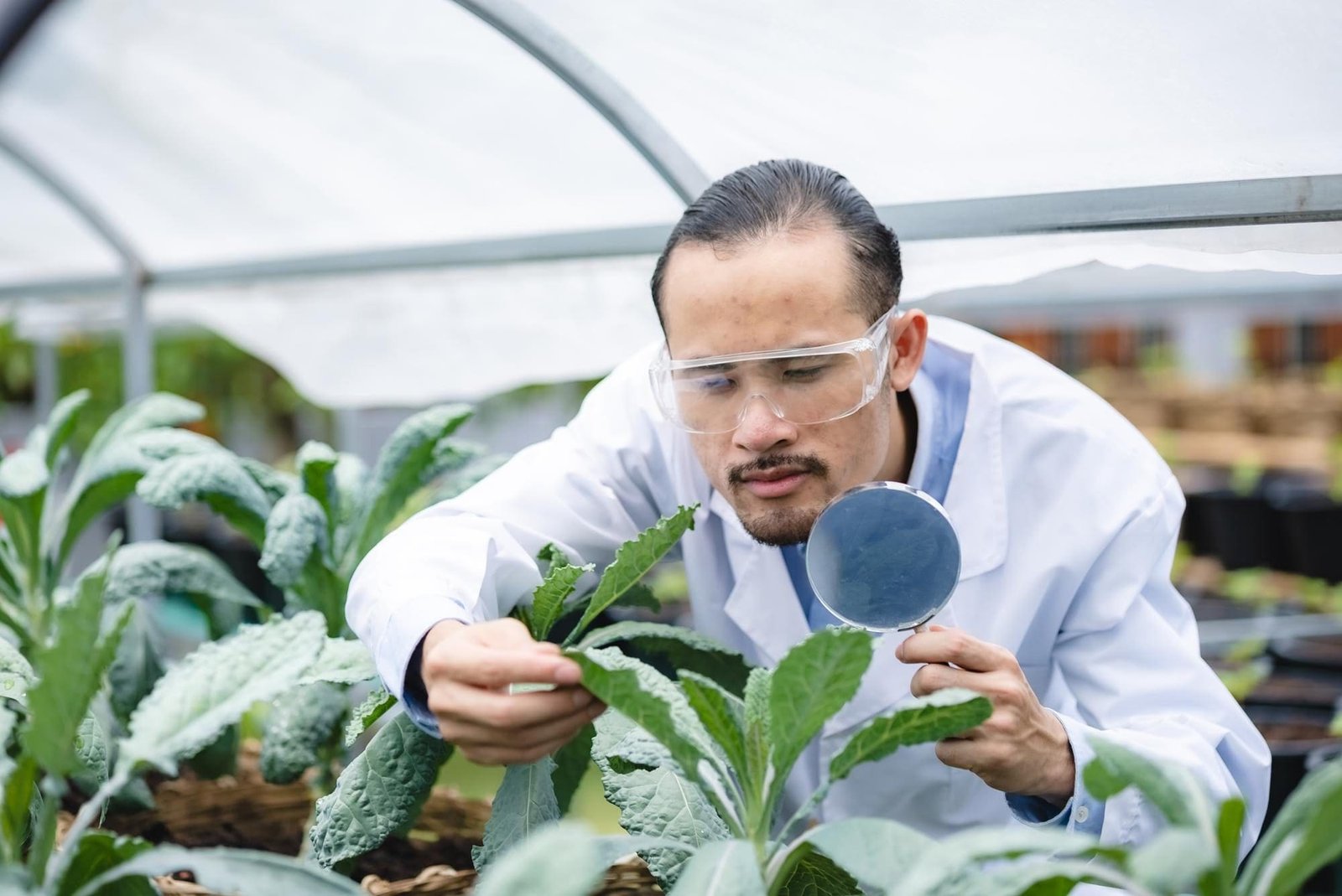 Pesquisador avaliando folhas de planta em estufa Pesquisador avaliando folhas de planta em estufa