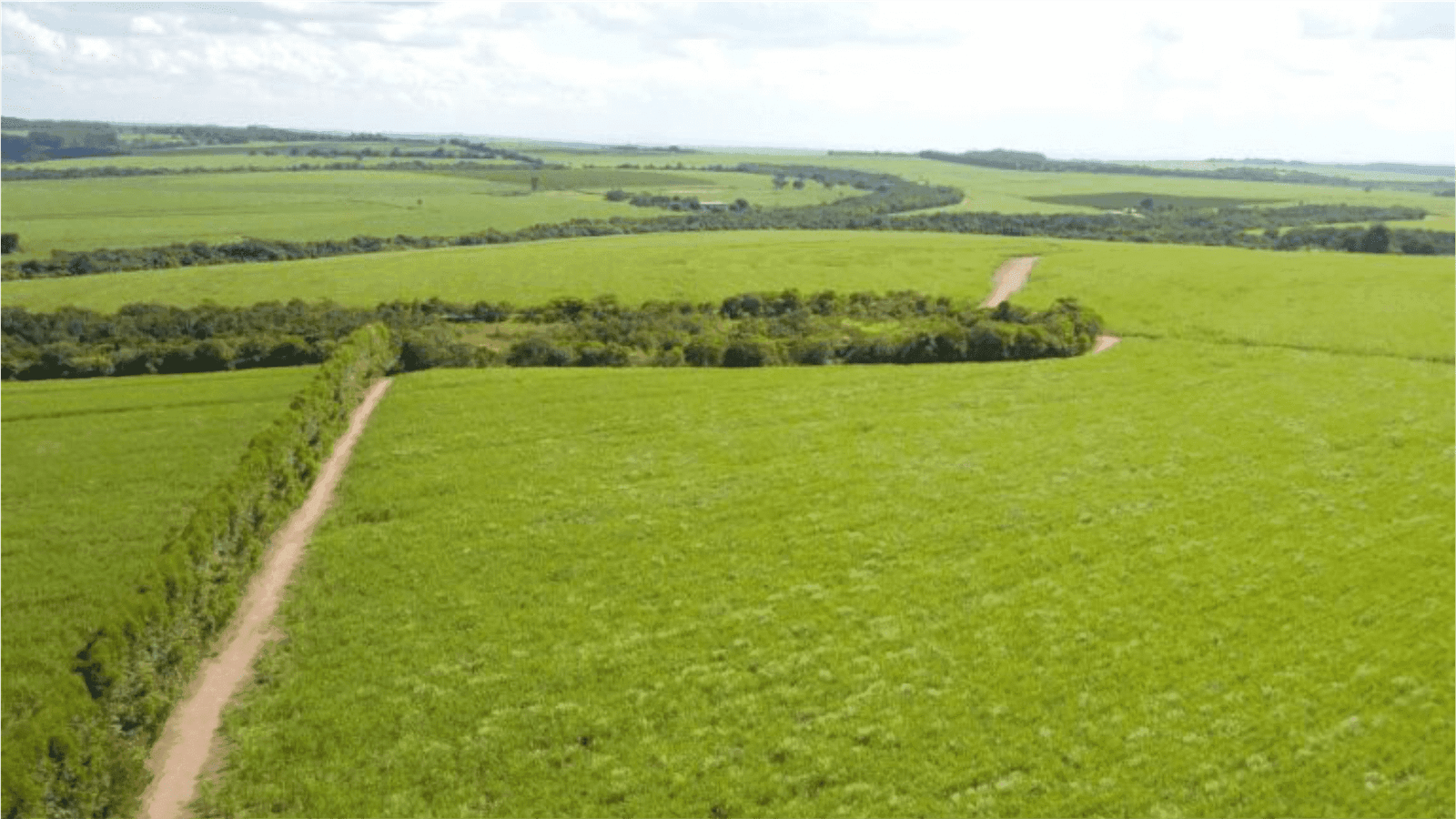 Vista aérea de lavoura extensa com estrada de terra, ilustrando biodefensivos On Farm