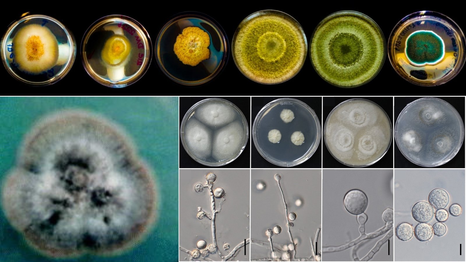 Culturas de fungos endofíticos em placas de Petri e estruturas vistas ao microscópio